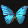 Effet Papillon