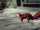 Eichhörnchen