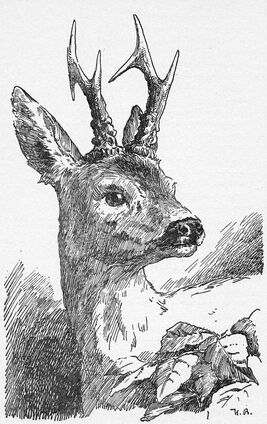 Bambi