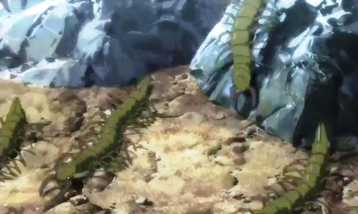 Gigiri | Utawarerumono Wiki | Fandom