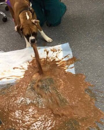 Le Chien Qui Vomit Wiki Lnf Fandom Le Chien Qui Vomit Wiki Lnf Fandom