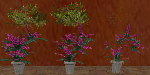 Plants translucent