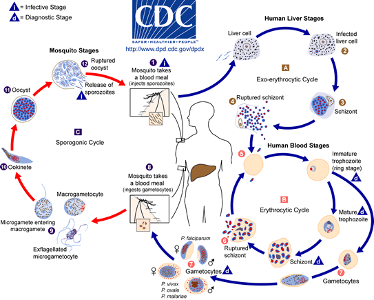 Malaria Life Cycle