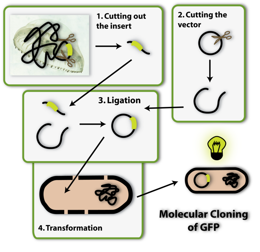 Molecular cloning | UVM Genetics & Genomics Wiki | Fandom