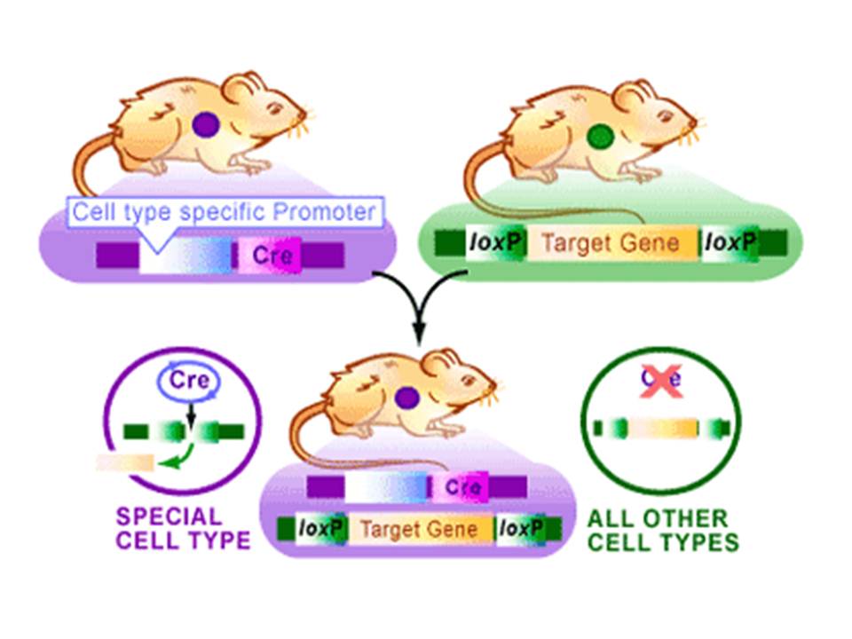 Cre Lox Breeding for Beginners, Part 1  JAX Mice and Clinical Research  Services