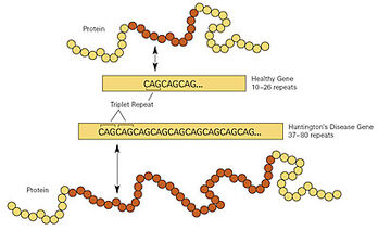 11MML010 huntingtons disease LR