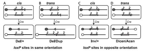 Loxp sites