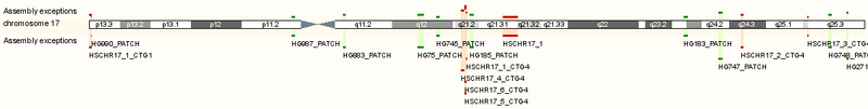 GAA chromosome 17 image