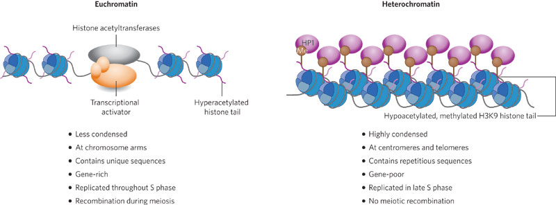 Эухроматин и гетерохроматин