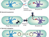 Horizontal gene transfer