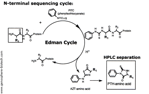 Edman degradation