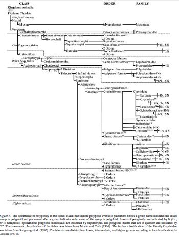 Ploidy - Wikipedia