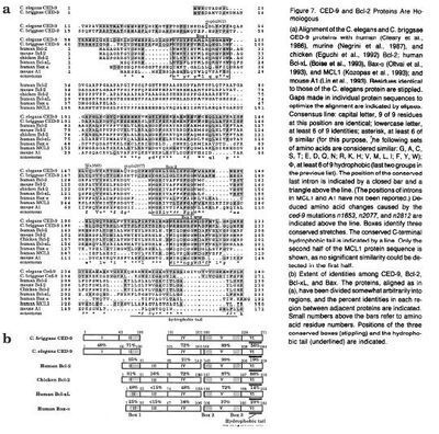 CED9 and Bcl2 homology