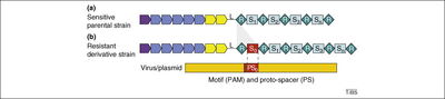 Sesitive-resistant strand