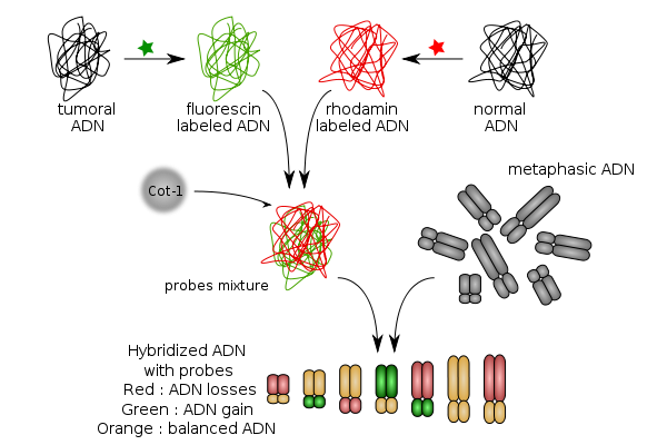 Cgh Uvm Genetics Genomics Wiki Fandom