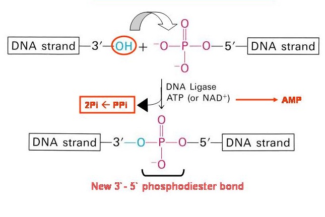 dna ligase