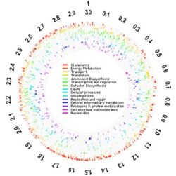 S genome