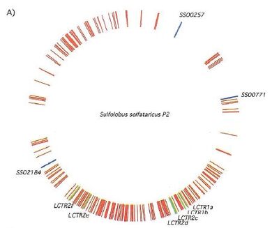 Ss genome