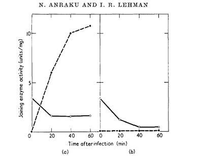 Ligase