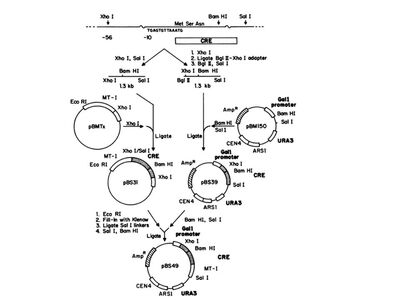 Crelox yeast2