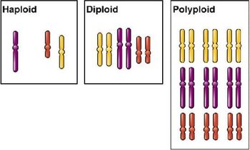 Polyploids | UVM Genetics & Genomics Wiki | Fandom