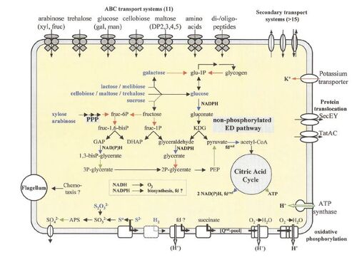 Ss metabolism