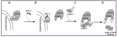 Apoptotic pathway