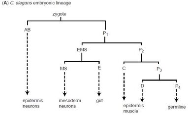 Cell lineage