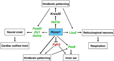HoxA1 regulation cascade
