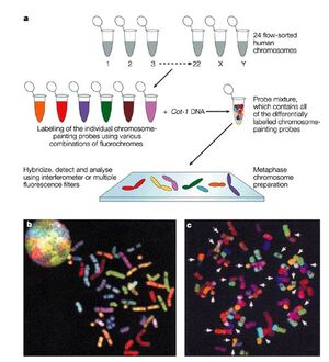 Multicolored chromosomes