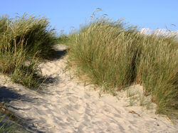 Duinen