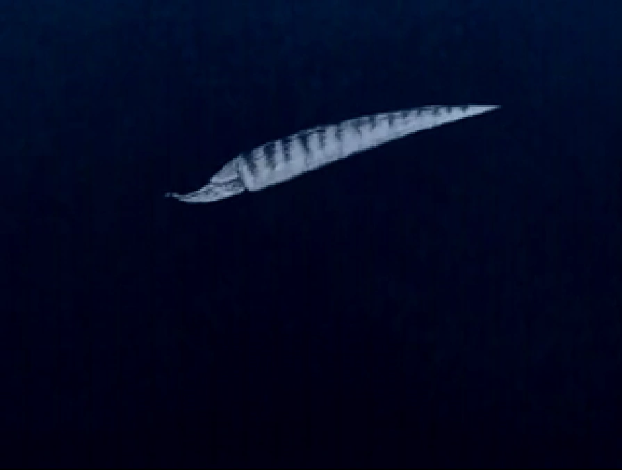 歩く魚 Aruku Sakana Vocaloid Lyrics Wiki Fandom