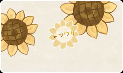 Sunflowersnowy*