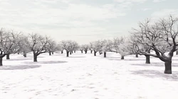 枯れ木に花を Kareki Ni Hana O Vocaloid Lyrics Wiki Fandom