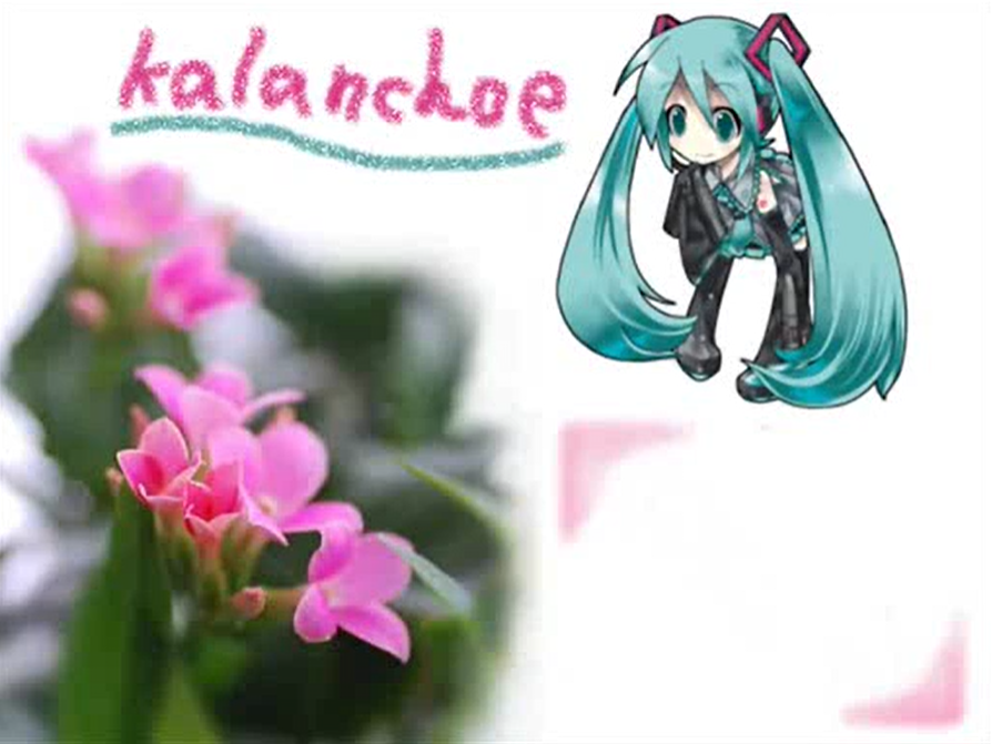 カランコエ Kalanchoe Omatchap Vocaloid Lyrics Wiki Fandom