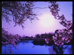 儚く散る花が如く Hakanaku Chiru Hana Ga Shiku Vocaloid Lyrics Wiki Fandom