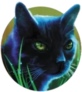 Havran na obalu Ravenpaw's Farewell