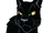 Černý dráp