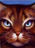 Jestřáb na starém obalu Západu slunce