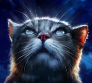 Sojkotlapka na obalu knihy Vidění