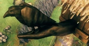 Raven adornment appearance