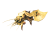 Seeker Brood