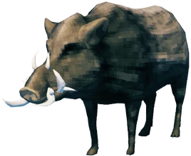 Sanglier 2