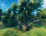 Дуб снаружи.jpg (531 КБ)