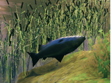 Tuna