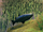 Tuna