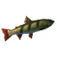 Perca
