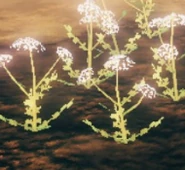 Куст с семенами моркови