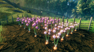 Matured onion plants, planted in cultivated soil.