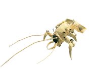 Шукачське поріддя